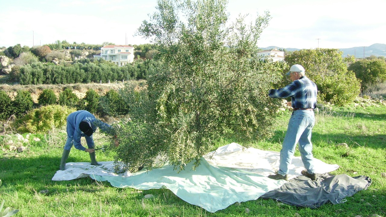 Photo of Others in Kissonerga