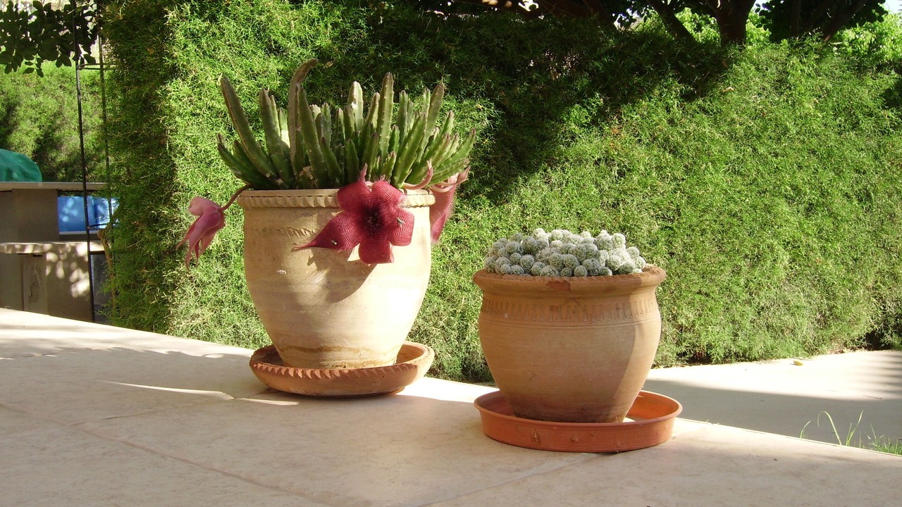 Photo of Outdoor in Kissonerga