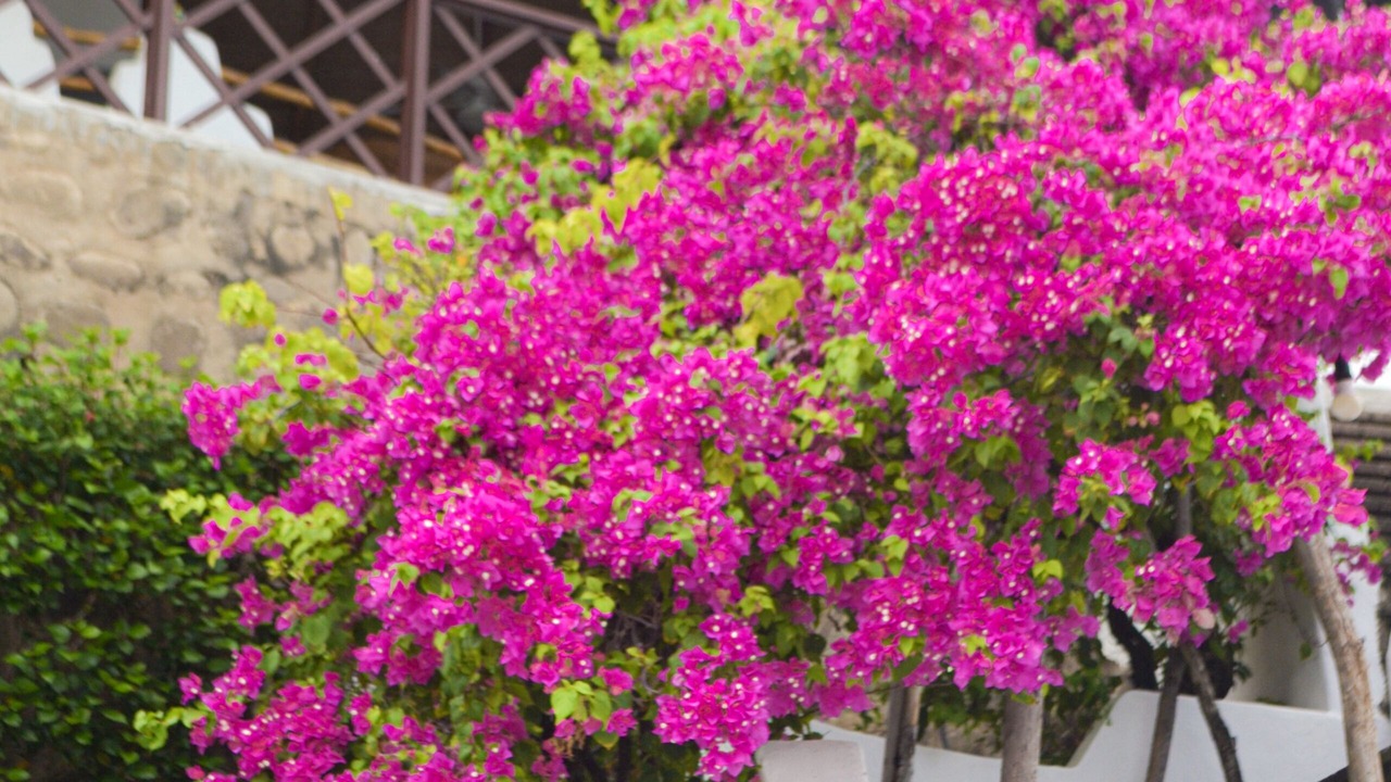 Photo of Outdoor in Tamanique