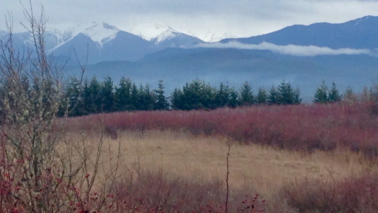 Photo of Others in Clallam County
