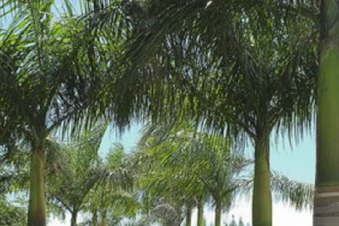 Photo of Outdoor in Calebasses