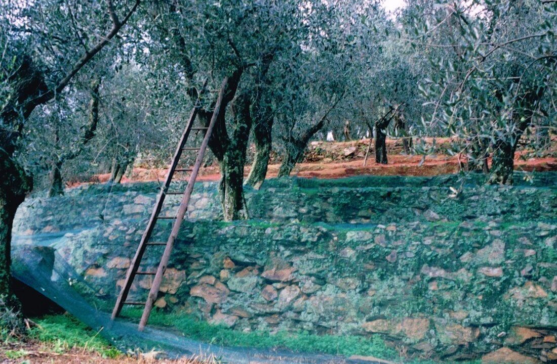 Photo of Others in Calci