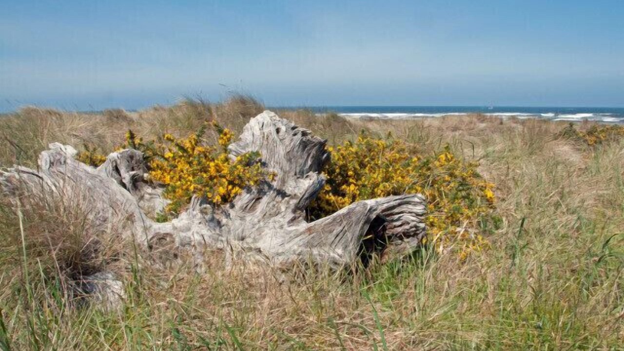 Photo of Others in Bandon