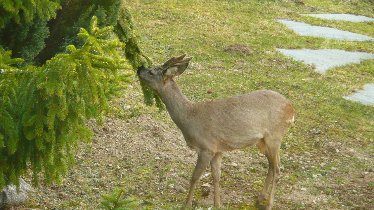 Photo of Outdoor in Fellering