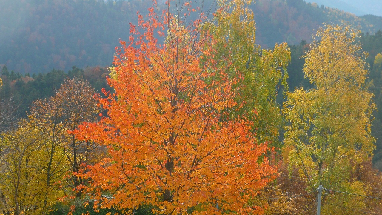 Photo of Outdoor in Fellering