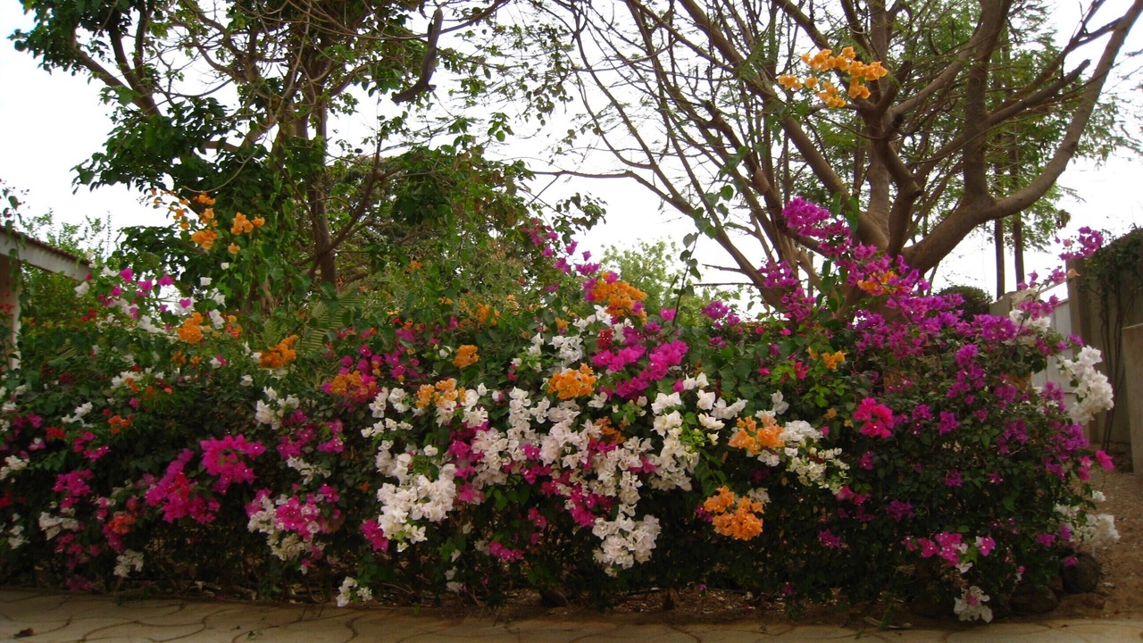 Photo of Outdoor in La Somone