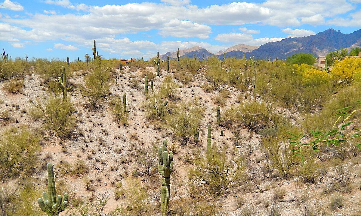 Photo of Outdoor in Tucson
