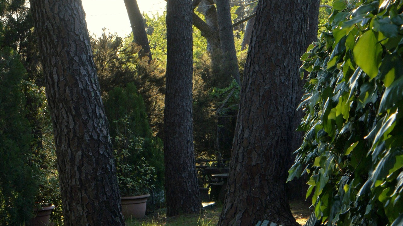 Photo of Outdoor in Massarosa
