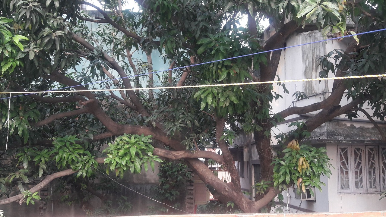 Photo of Outdoor in Ballygunge