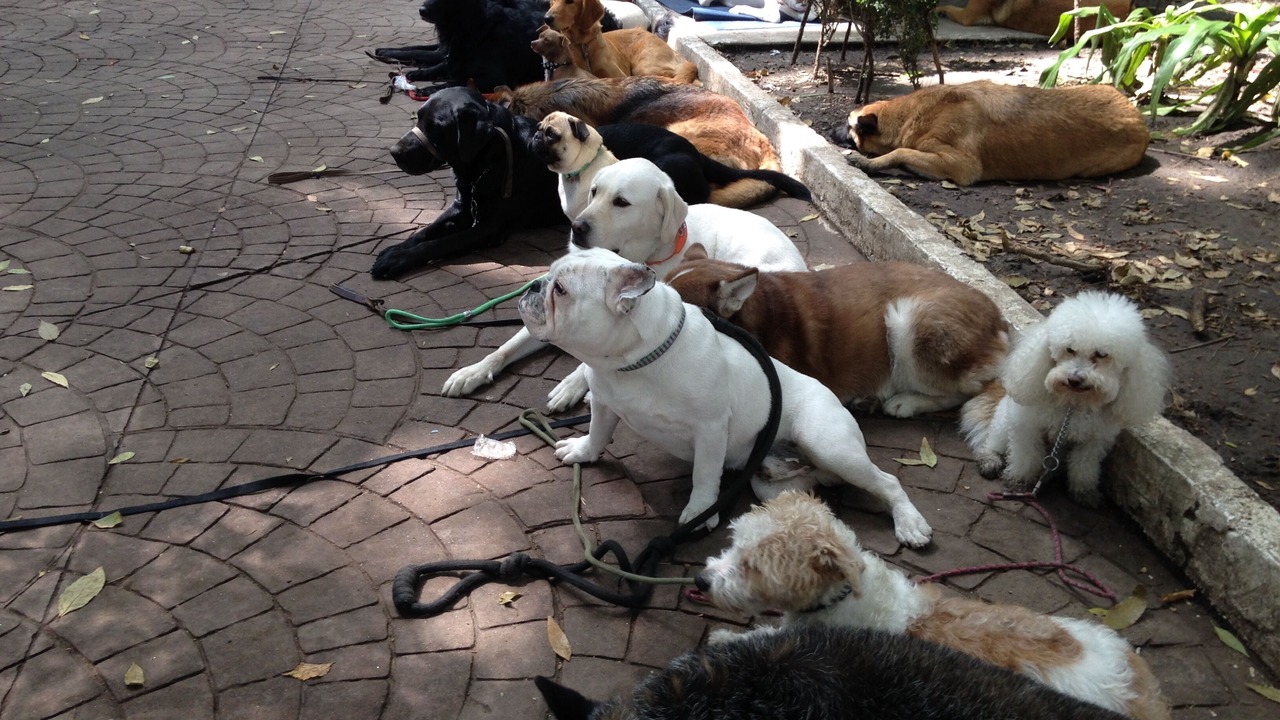 Photo of Others in Hipodromo Condesa