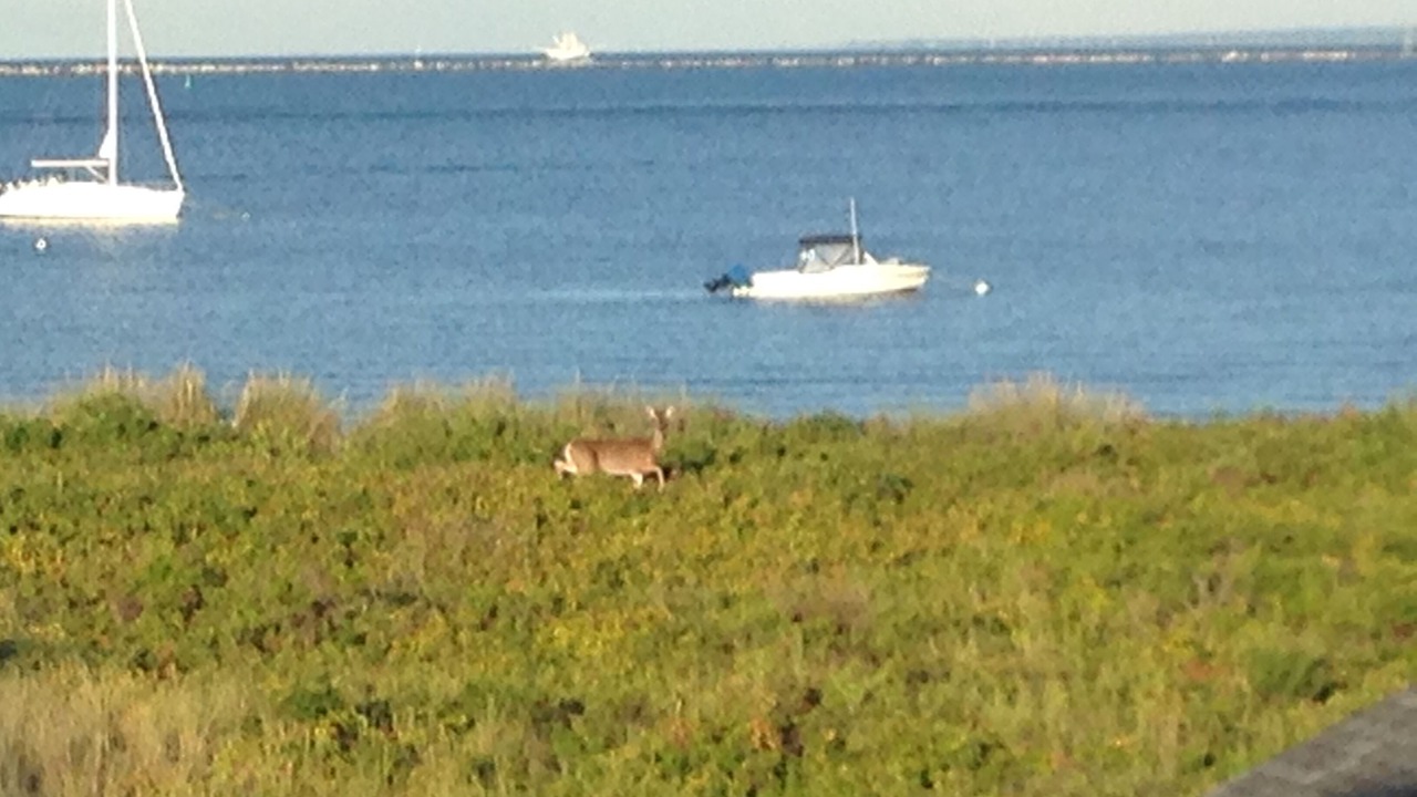 Photo of Others in Point Judith