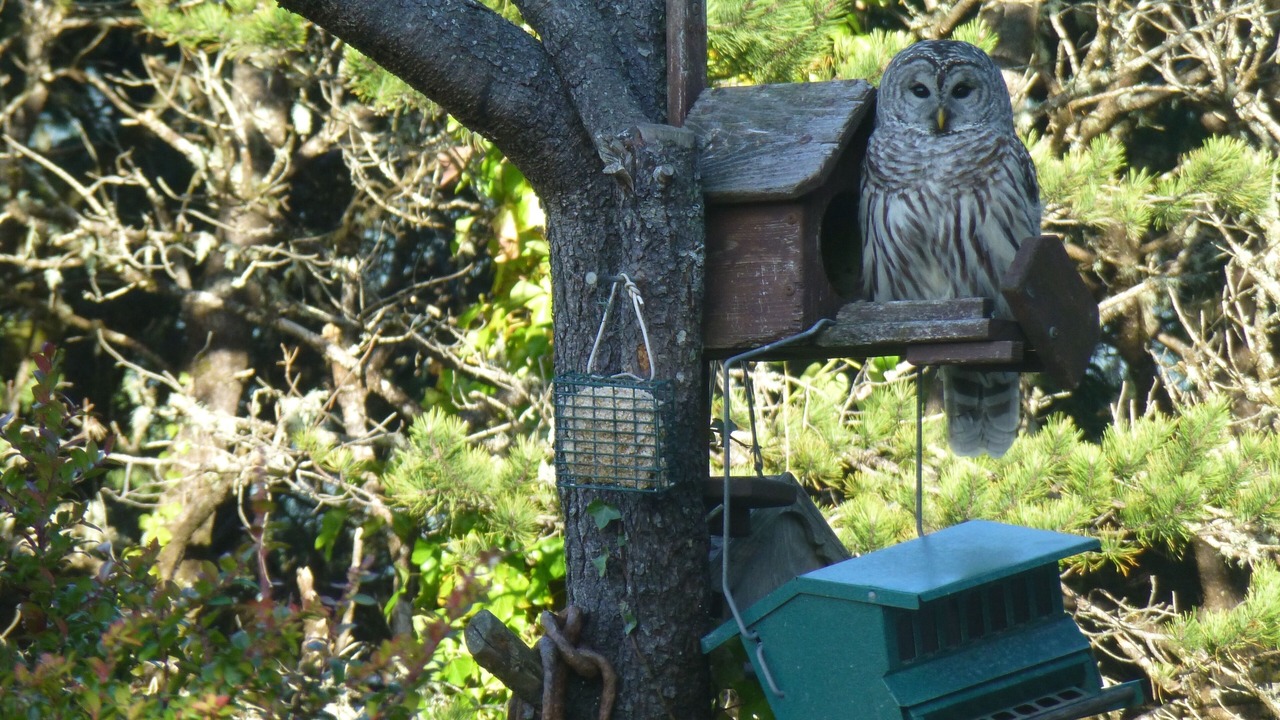 Photo of Outdoor in Manzanita
