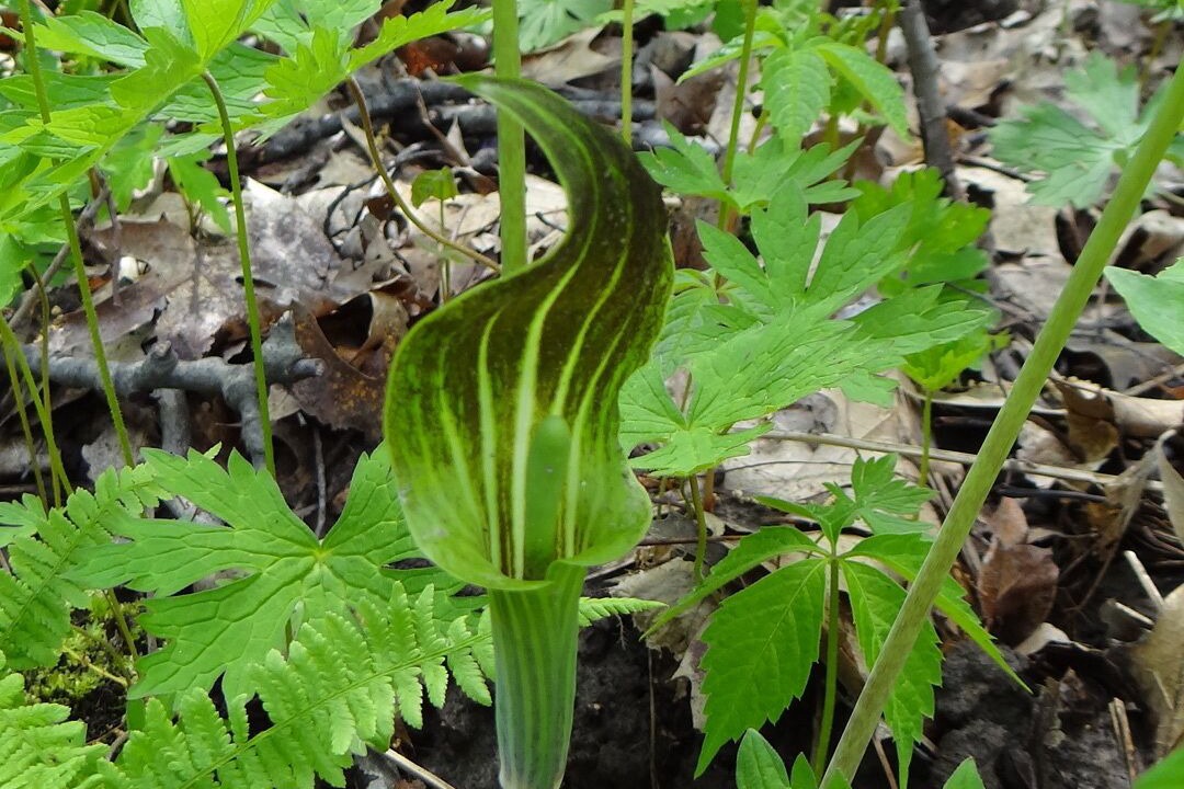 Photo of Outdoor in Baraboo