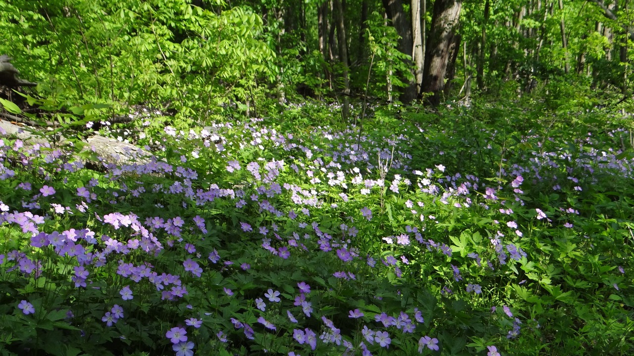Photo of Outdoor in Baraboo