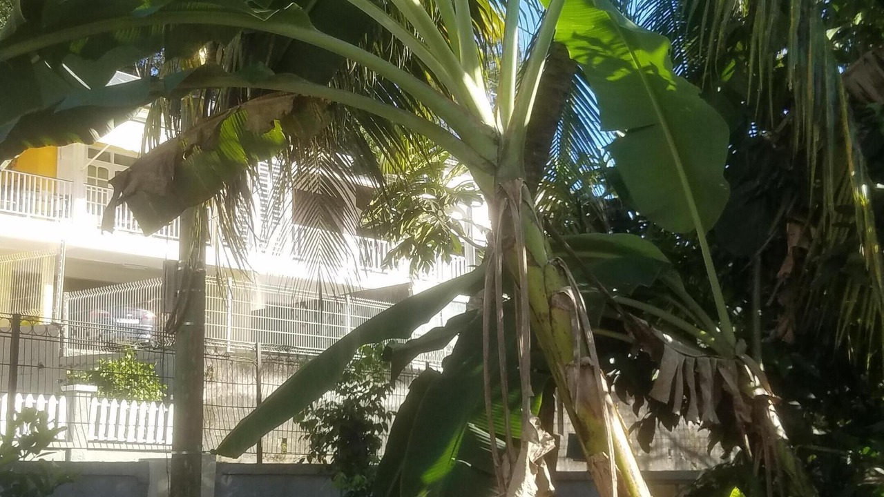 Photo of Outdoor in Le Gosier