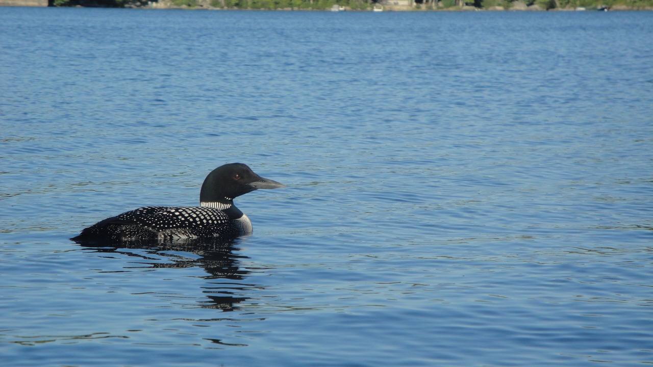 Photo of Outdoor in Lucerne-in-Maine