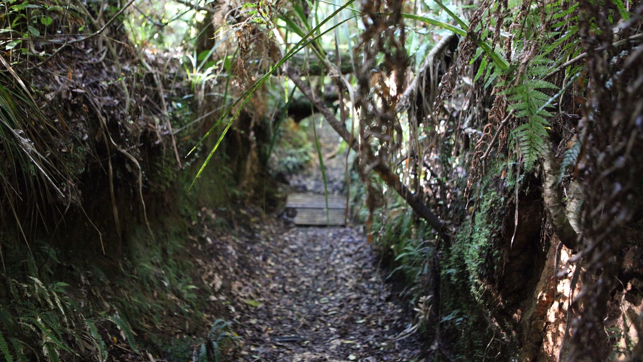 Photo of Others in Lower Kaimai
