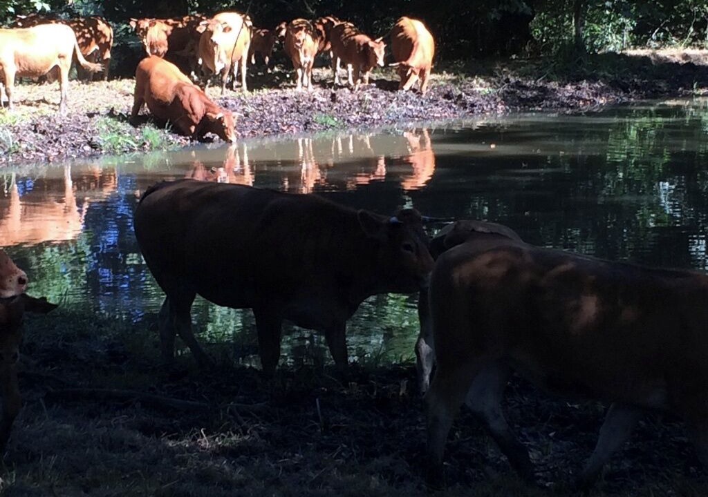 Photo of Others in Isle