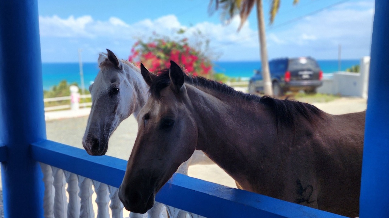 Photo of Outdoor in Villa Borinquen