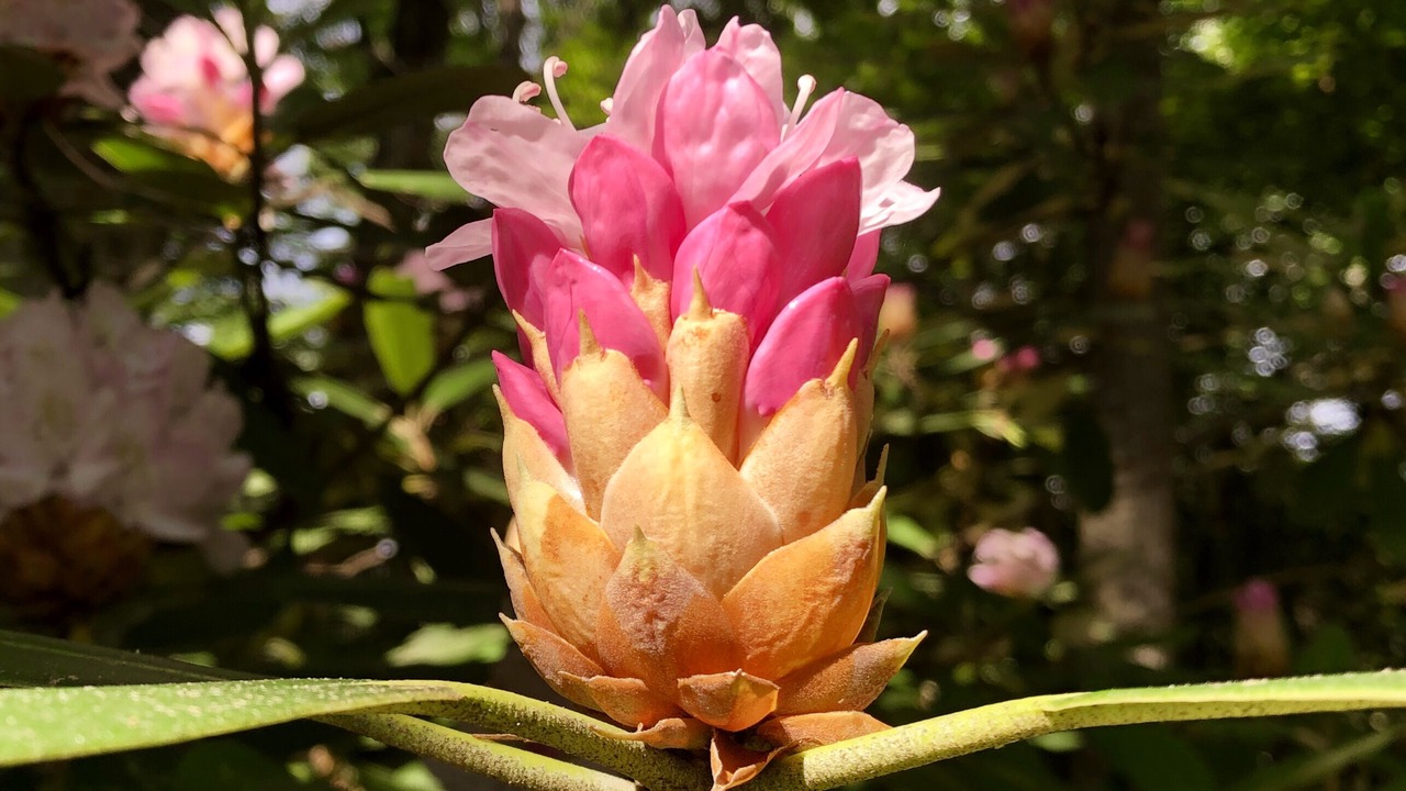 Photo of Outdoor in Scaly Mountain