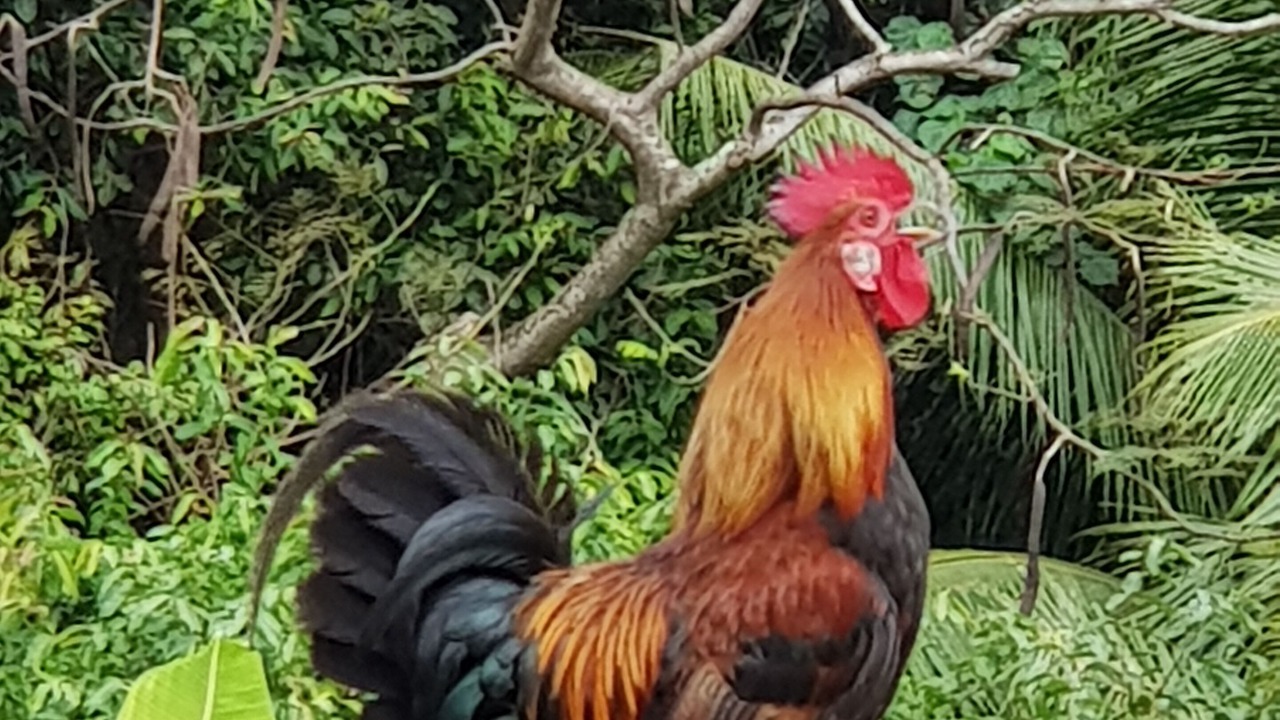 Photo of Outdoor in Tapere of Vaimaanga