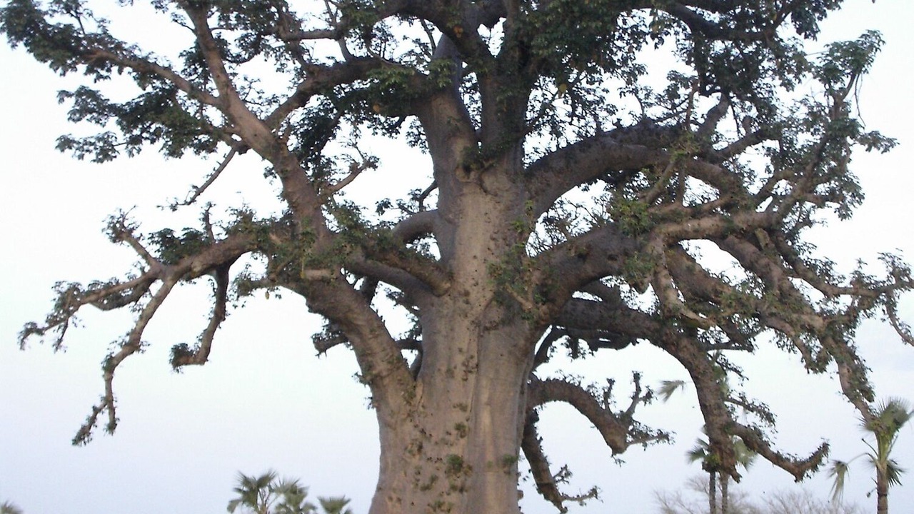 Photo of Outdoor in Banfora