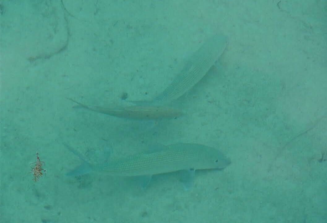 Photo of Others in Andros Town