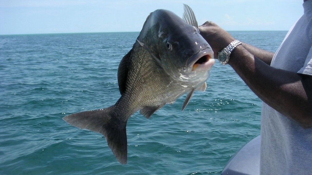 Photo of Others in Great Harbour Cay