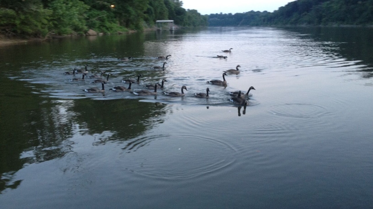 Photo of Others in Pennington Bend