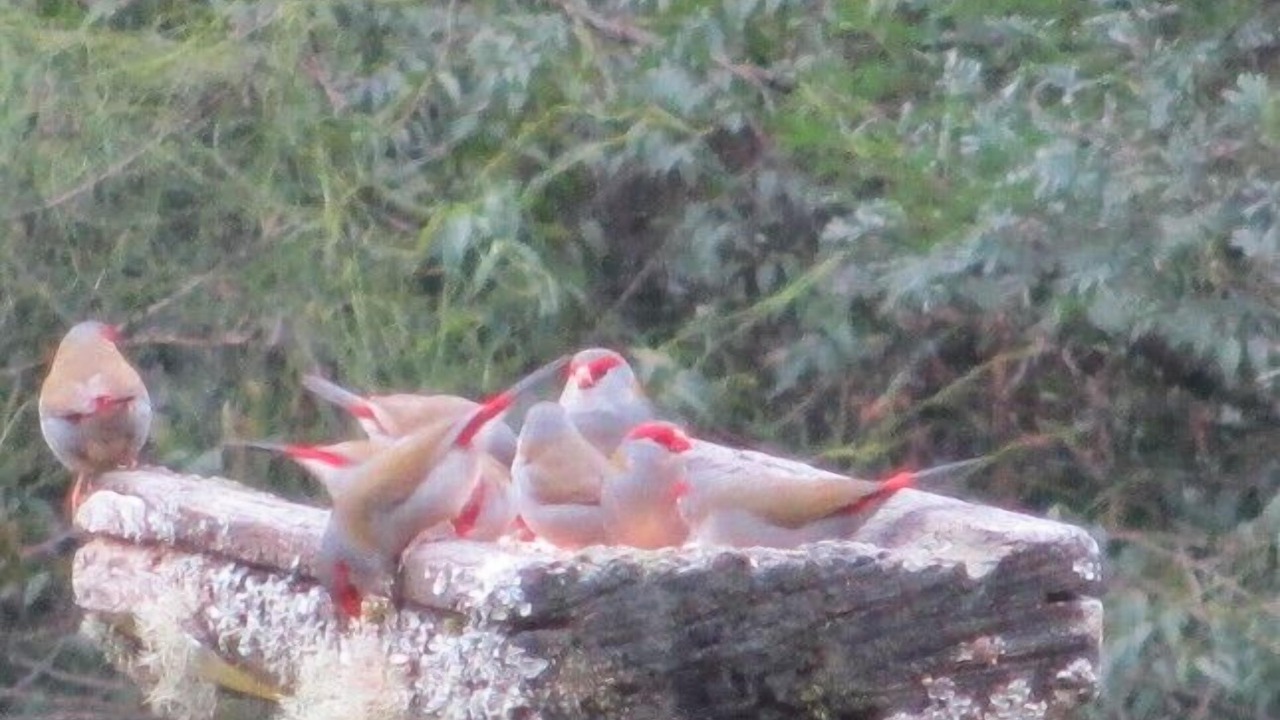 Photo of Others in Grose Vale