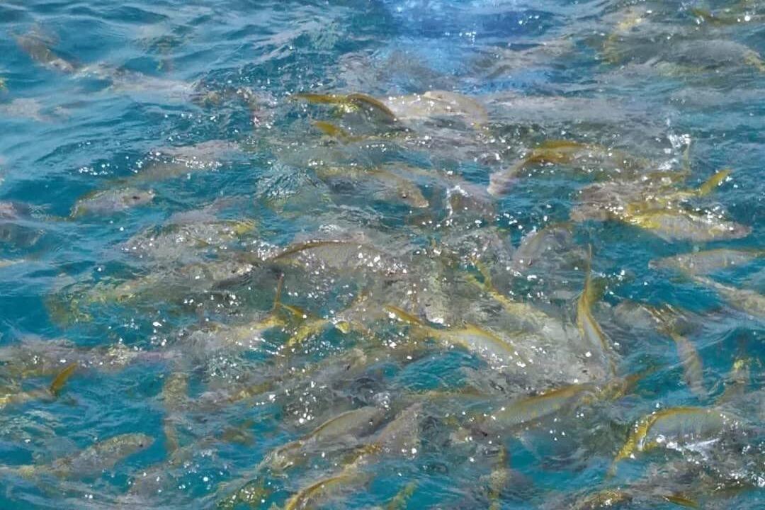Photo of Others in Little Torch Key