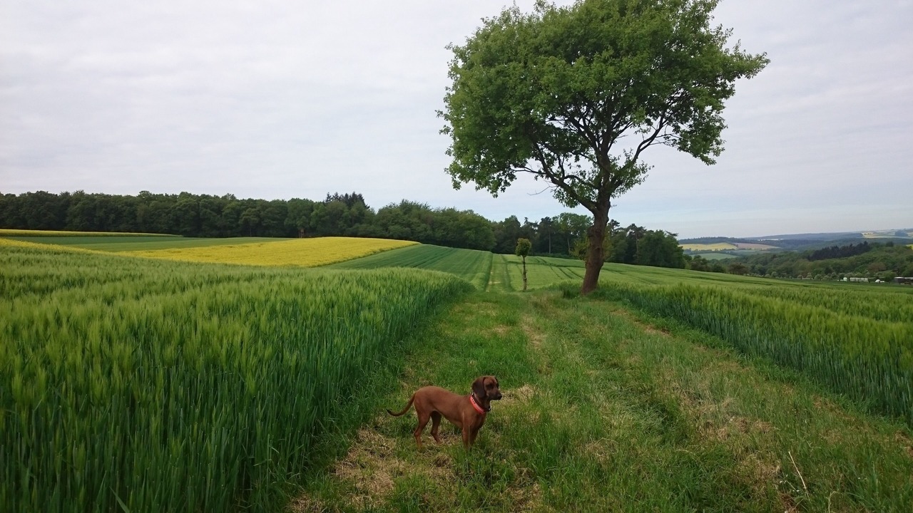 Photo of Others in Wierschem