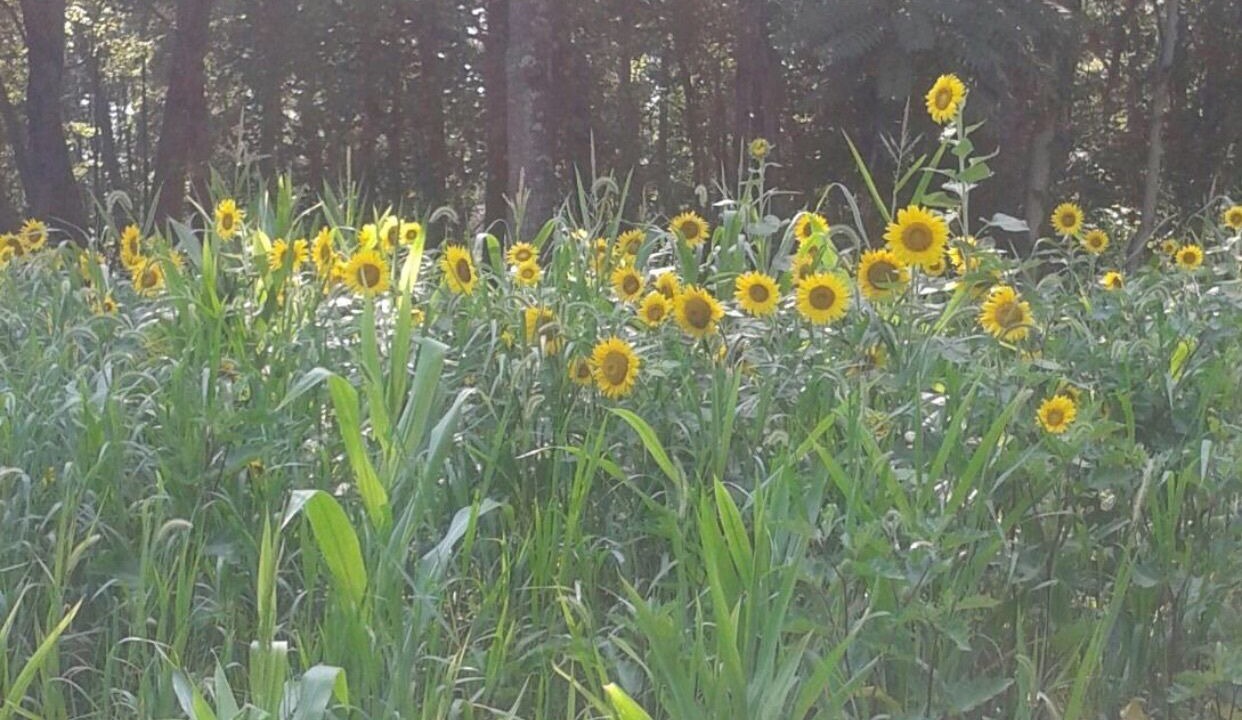 Photo of Outdoor in Wingina