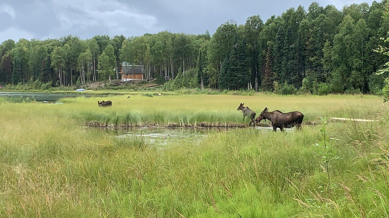 Photo of Others in Susitna North