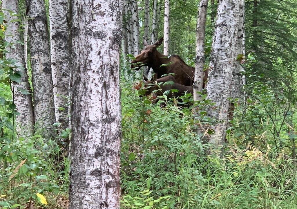 Photo of Outdoor in Susitna North