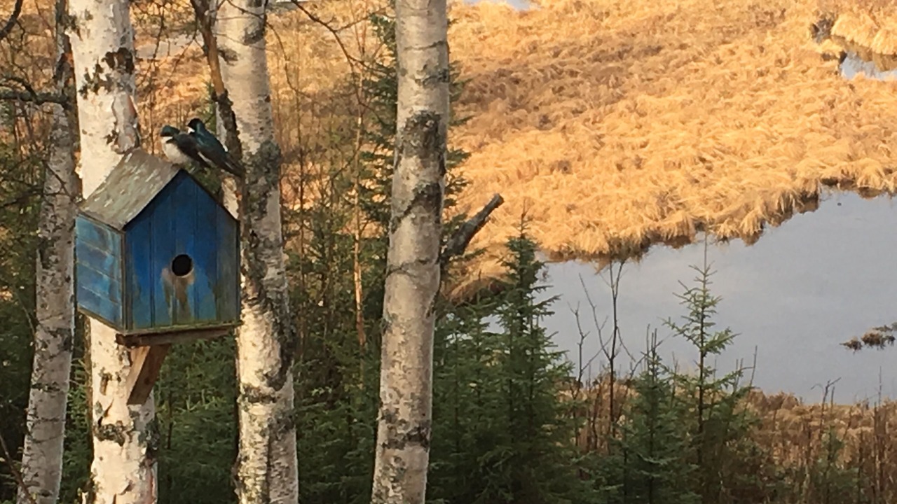 Photo of Outdoor in Susitna North