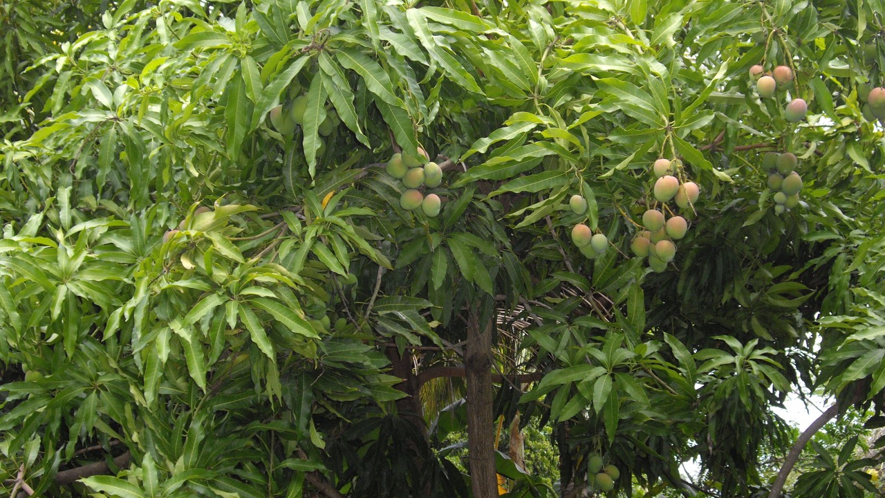 Photo of Outdoor in Baillif