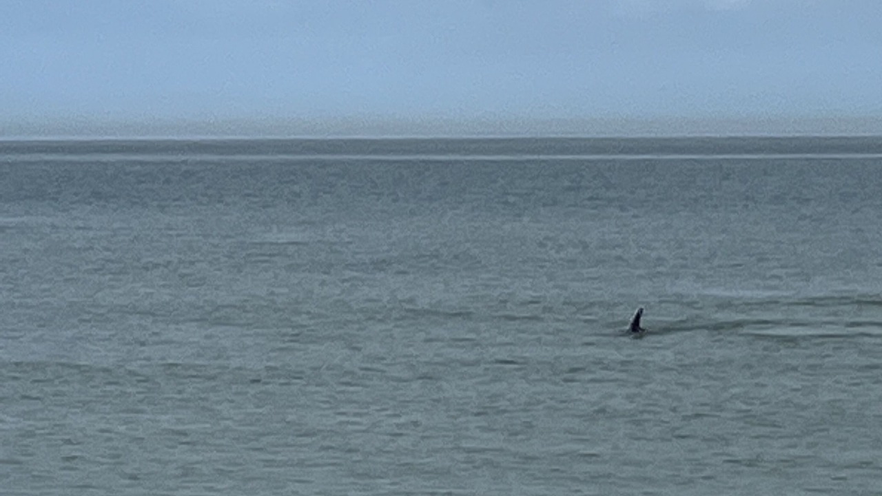 Photo of Others in Sand Key