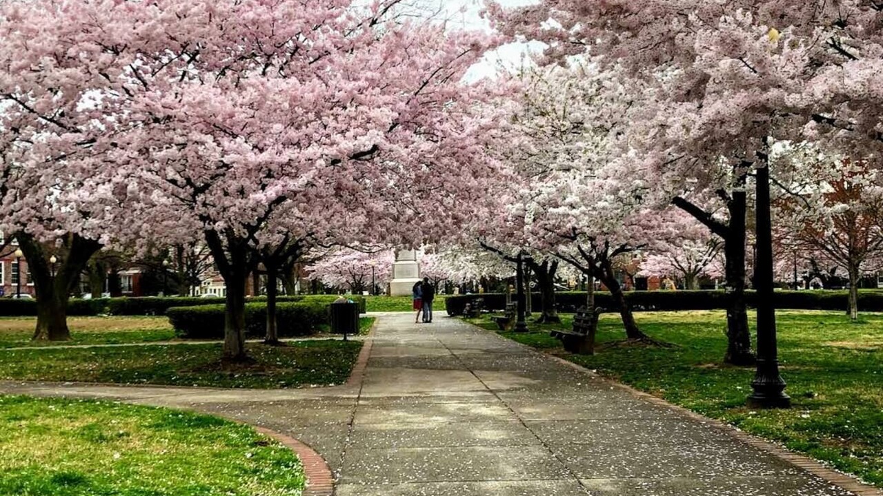 Photo of Others in Stanton Park