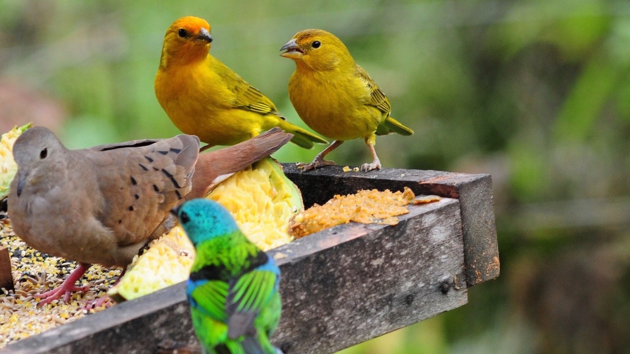 Photo of Others in Paraty