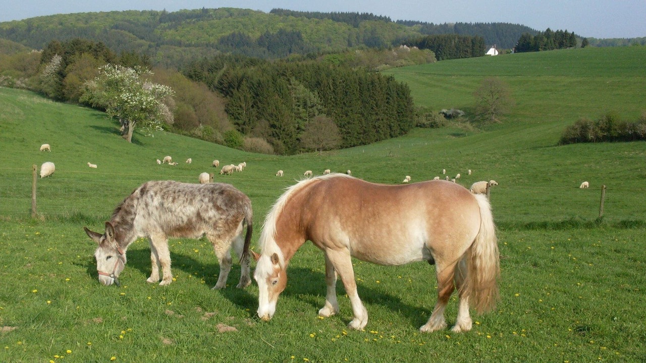 Photo of Others in Manderscheid