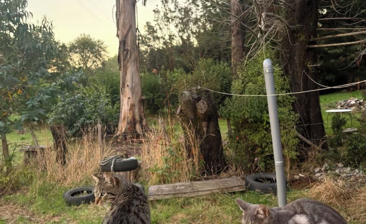 Photo of Outdoor in Ancud