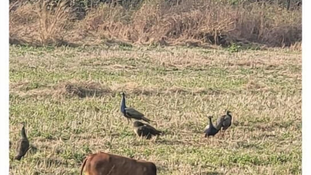 Photo of Others in Anjuna