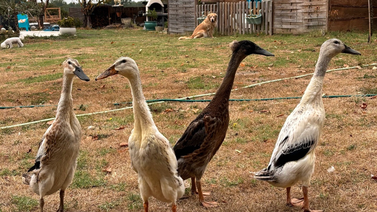 Photo of Others in Mazeres