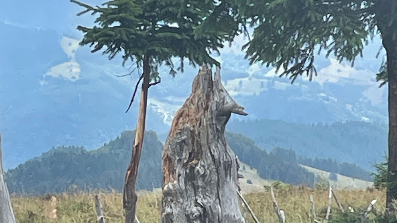 Photo of Others in Leymen