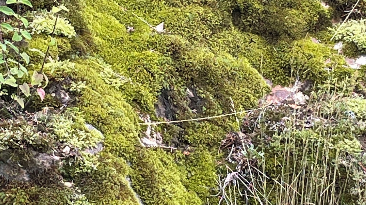 Photo of Others in Leymen