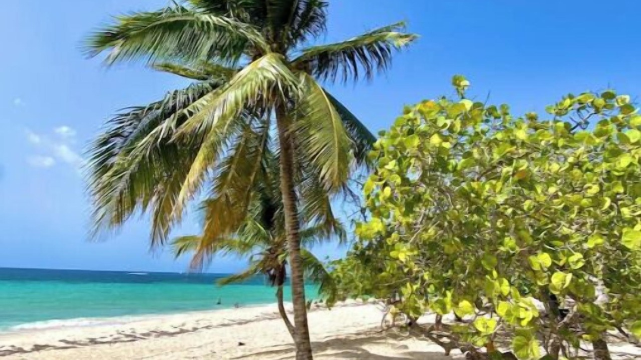 Photo of Others in Roatan