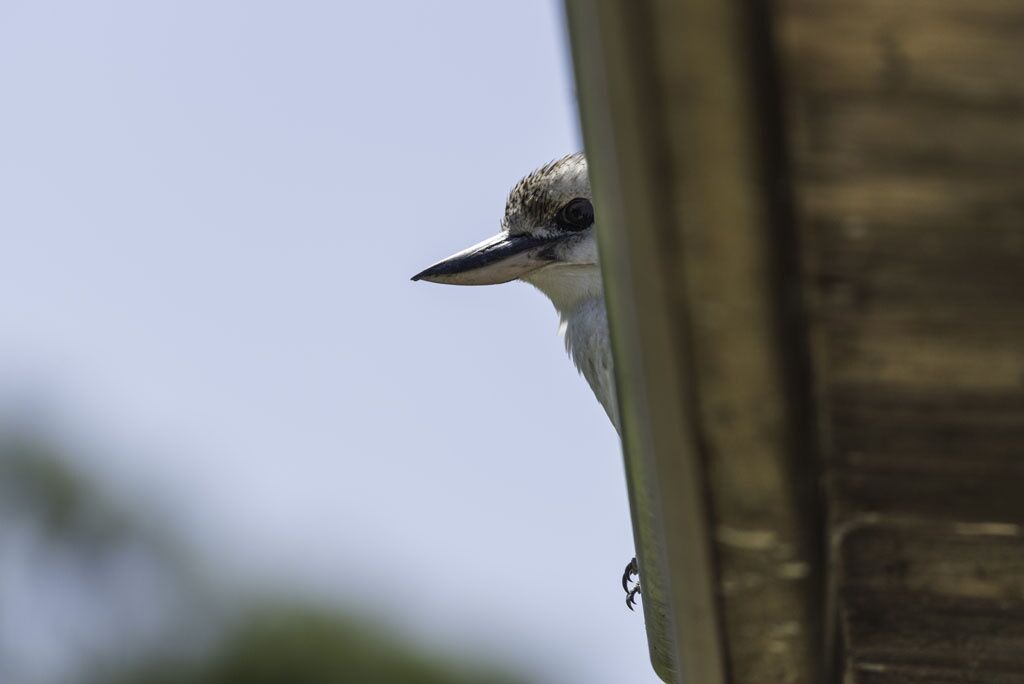 Photo of Others in Possum Brush