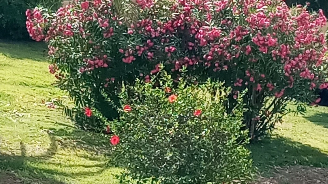 Photo of Outdoor in Almerimar