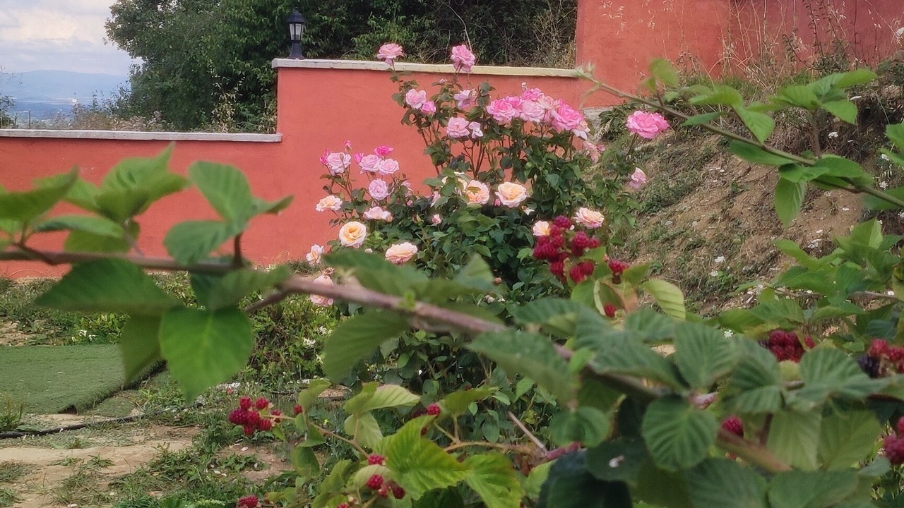 Photo of Outdoor in Bolu